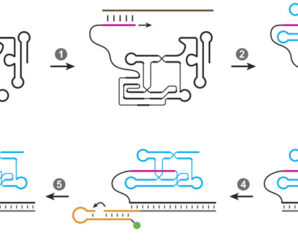 Эволюция рибозимов, размножаемых рибозимами: еще один шаг к воссозданию РНК-жизни в пробирке