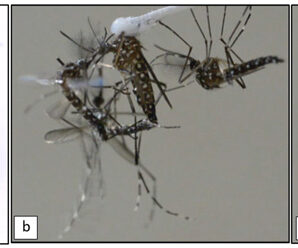 Стерильные самцы комаров мешают самкам пить кровь
