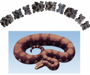 В Индии нашли остатки гигантской эоценовой змеи